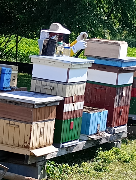 Wizyta u pszczelarza